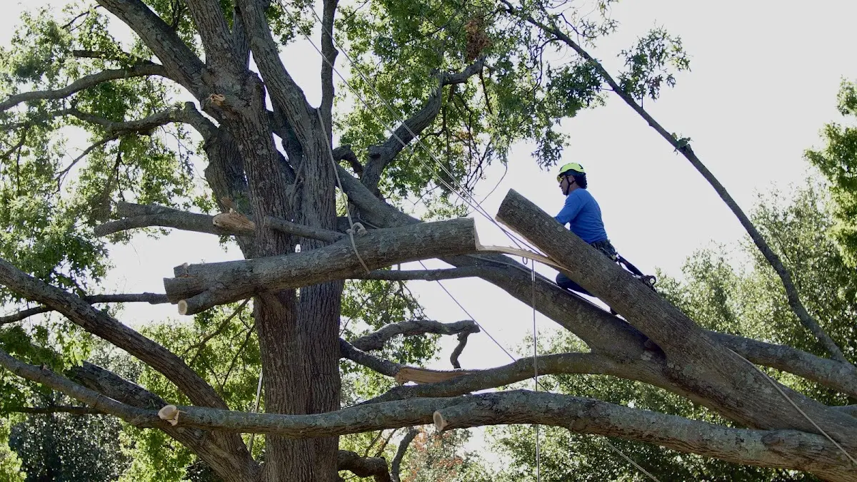 Professional Crown Thinning performed by certified arborists in Edcouch