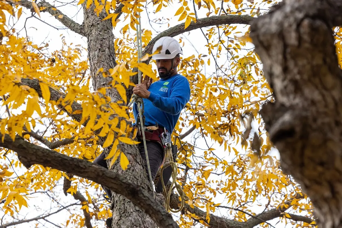 Skilled Tree Planting crew working in Edcouch